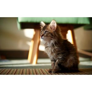 Casa si Gradina - Decoratiuni - Tablouri - Infinity.ro