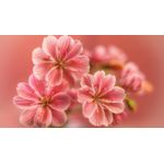 Casa si Gradina - Decoratiuni - Tablouri - Tablou canvas Natura cu Flori model 111, 90x50 cm - Infinity.ro
