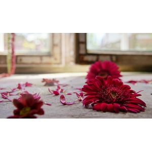 Casa si Gradina - Decoratiuni - Tablouri - Infinity.ro