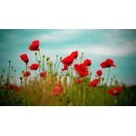 Casa si Gradina - Decoratiuni - Tablouri - Tablou canvas Natura cu Flori model 307, 90x50 cm - Infinity.ro