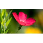 Casa si Gradina - Decoratiuni - Tablouri - Tablou canvas Natura cu Flori model 311, 75x50 cm - Infinity.ro
