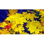 Casa si Gradina - Decoratiuni - Tablouri - Tablou canvas Natura cu Flori model 122, 75x50 cm - Infinity.ro