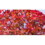 Casa si Gradina - Decoratiuni - Tablouri - Tablou canvas Natura cu Flori model 127, 75x50 cm - Infinity.ro