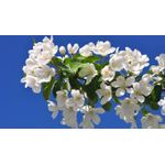Casa si Gradina - Decoratiuni - Tablouri - Tablou canvas Natura cu Flori model 399, 90x50 cm - Infinity.ro