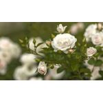 Casa si Gradina - Decoratiuni - Tablouri - Tablou canvas Natura cu Flori model 389, 75x50 cm - Infinity.ro