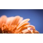 Casa si Gradina - Decoratiuni - Tablouri - Tablou canvas Natura cu Flori model 143, 75x50 cm - Infinity.ro