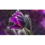 Casa si Gradina - Decoratiuni - Tablouri - Tablou canvas Natura cu Flori model 242, 75x50 cm - Infinity.ro