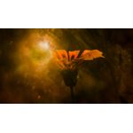 Casa si Gradina - Decoratiuni - Tablouri - Tablou canvas Natura cu Flori model 169, 75x50 cm - Infinity.ro