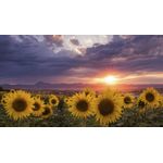 Casa si Gradina - Decoratiuni - Tablouri - Tablou canvas Natura cu Flori model 253, 75x50 cm - Infinity.ro