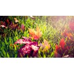 Casa si Gradina - Decoratiuni - Tablouri - Tablou canvas Natura cu Flori model 254, 90x50 cm - Infinity.ro