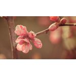 Casa si Gradina - Decoratiuni - Tablouri - Tablou canvas Natura cu Flori model 172, 90x50 cm - Infinity.ro