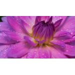 Casa si Gradina - Decoratiuni - Tablouri - Tablou canvas Natura cu Flori model 287, 90x50 cm - Infinity.ro