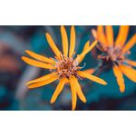 Casa si Gradina - Decoratiuni - Tablouri - Tablou canvas Natura cu Flori model 183, 75x50 cm - Infinity.ro