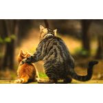 Casa si Gradina - Decoratiuni - Tablouri - Tablou canvas Prieteni felini, 100x70 cm - Infinity.ro